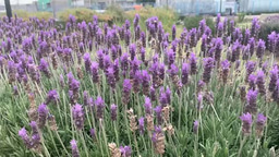 Seeds of Safety: Empowering Beekeeping Communities Against Gender Violence in Rural Mexico