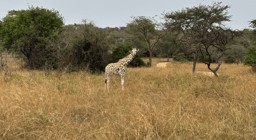 LiA Journal - Kasiisi Project Week 4