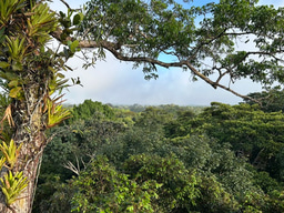 LiA Showcase - Amazonian Mammal Conservation in Loreto, Peru