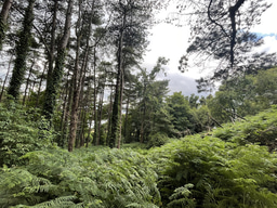 Understanding Soil’s Role in Urban Ecology: My Research Experience