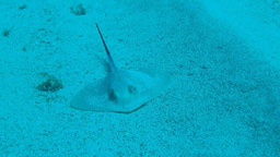 Sharks, Rays, and Skates, Oh My!