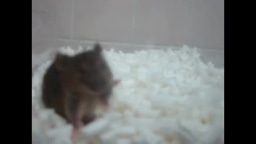 Stargazing behavior of BDNFmet/leu mouse
