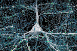 Research project outline: A step towards secure, transformational collaboration in machine learning.