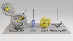 Unveiling the release mechanism of small extracellular vesicles with an unprecedented throughput