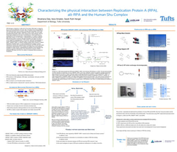 Characterizing the physical interaction between Replication Protein A (RPA), alt-RPA and the Human Shu Complex 