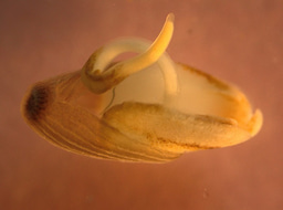 Sowing the seeds of ocean recovery requires a phase shift in marine restoration