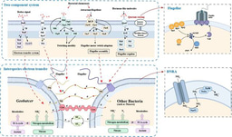 Using static magnetic field to recover ammonia efficiently by DNRA process