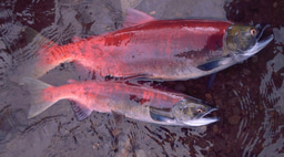 Shrinking Salmon Impact Nature and People
