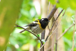 Heterochiasmy in the hihi/stitchbird