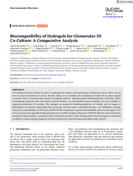 Biocompatibility of Hydrogels for Glomerular 3DCo-Culture: A Comparative Analysis