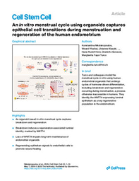 An in vitro menstrual cycle using organoids captures epithelial cell transitions during menstruation and regeneration of the human endometrium