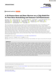 A 3D Human Bone and Bone Marrow‐on‐a‐Chip Model for In Vitro Bone Remodeling and Immune Cell Maintenance