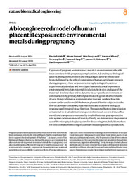 A bioengineered model of human placental exposure to environmental metals during pregnancy