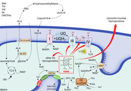 When cancer mitochondria breathe but do not necessarily phosphorylate
