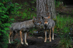 $5,000 Red Wolf Funding