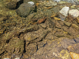 Microscopic Gatekeepers: How Bacteria Shape the Fate of an Invasive Diatom