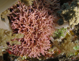 Cytotoxic and Neuroactive fractions from Philippine seaweeds