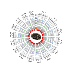Unveiling the First Tropical Abalone Genome: A Milestone in Abalone Genomics