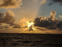 Exploration of metagenome-assembled genomes sheds light on enigmatic mesophilic, marine archaea