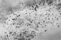 How bacteria can help fungi have sex