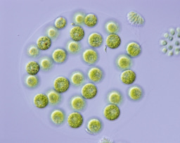 A small blueprint of “Adam” unveiled based on de novo assemblies of four nuclear whole genomes