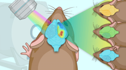 Multimodal identification of the mouse brain using simultaneous Ca2+ imaging and fMRI
