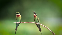 Blue Tailed Bee Eater of Nagunahalli (Mysore) Teaser