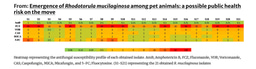 Emergence of Rhodotorula mucilaginosa among pet animals: a possible public health risk on the move