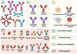 Monoclonal antibodies: From magic bullet to precision weapon