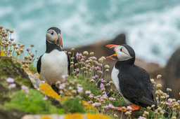 🐧 Last Chance to Live and Work Among Puffins