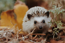 📢 Paid Freelance Opportunity: Create Hedgehog-Themed Infographics! 🦔🎨