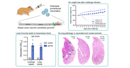 Breakthrough in COVID-19 Vaccination: Single-Cycle Virus Shows High Protection and Blocks Transmission