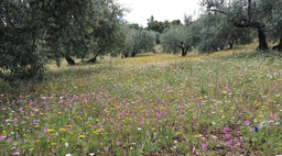 Make olive groves green again