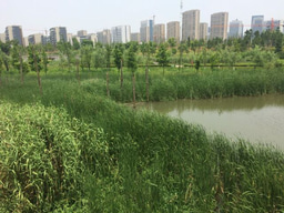 The mission to promote Sponge Cities in Asia-Pacific Region – Insights from Faith