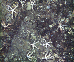 When mathematics and the seafloor collide!