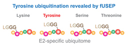 Long-searched tyrosine ubiquitination snapped