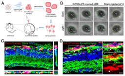 Rekindling the Light: Transplantation of suspension organoid-derived retinal cells restore vision of retinitis pigmentosa rd10 mice