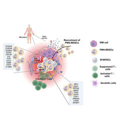 Shielding the Tumor: PMN-MDSCs as Key Drivers of Immune Suppression in Waldenstrom Macroglobulinemia