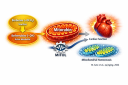 A metabolite, not the parent compound: Mitorubin restores mitochondrial function in cardiac aging