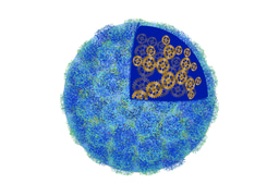 Operating a collection of prototype molecular machines within a dendritic macromolecule