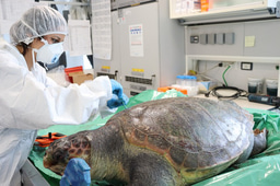 2025 ISTS Innovation Grant Award