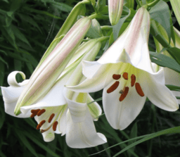 The giant genomes of lily provide insights into the evolution of Liliales