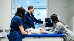 Call for papers: AI and ML in veterinary medicine