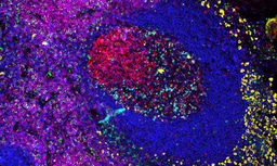 EMBL Virtual LearningLAB: Cell Biology and Omics for Educators