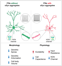 Hidden Aspects of Cortical Dysfunction in Parkinson's Disease Revealed