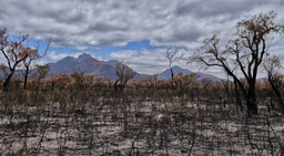 Watching your home burn from halfway across the world: Reflections on the 2019-2020 Australian bushfires.