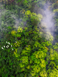 How a long-term tree of life project revealed a hidden biodiversity hotspot in Central China
