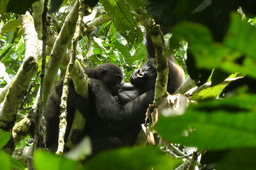 Gut Microbiome and Cardiometabolic Disease in Gorillas: A New Perspective on Zoo-Housed Great Apes