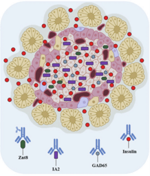Therapeutic Protein Against Autoimmune Disorders: Intracellular and Extracellular Properties