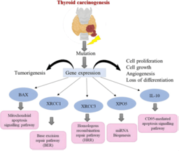 Identification of crucial genes involved in thyroid cancer development
